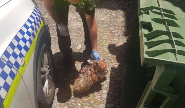 Los agentes hallaron al animal atado a una bolsa de basura que superaba varias veces su tamaño.