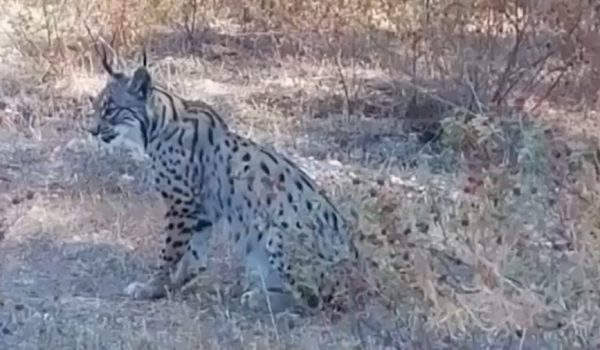 Pese a las conclusiones de la Junta, Enrique Ruiz continúa creyendo que las imágenes del lince se grabaron en Júzcar.