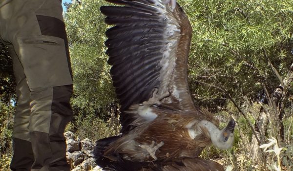 La organización encontró a un pollo de buitre a los pies de una buitrera que había fallecido.