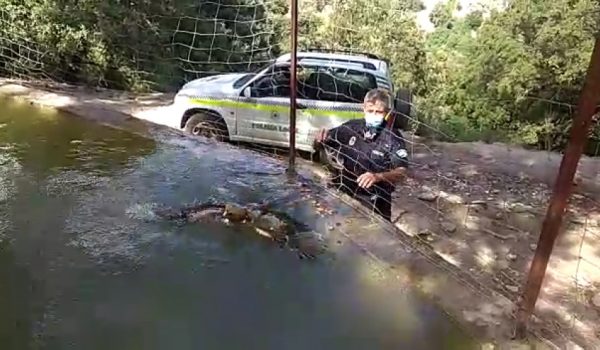 Uno de los agentes trata de rescatar al águila calzada atrapada en la alberca.