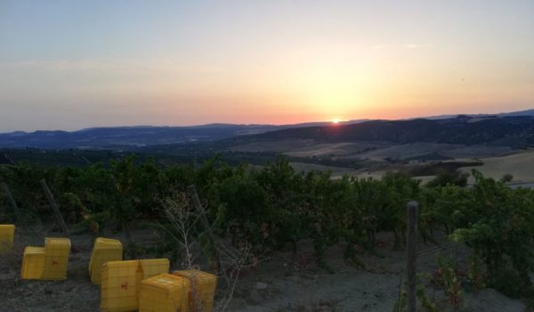 La Asociación de la Ruta del Vino se encuentra en plena auditoría interna de sus miembros.