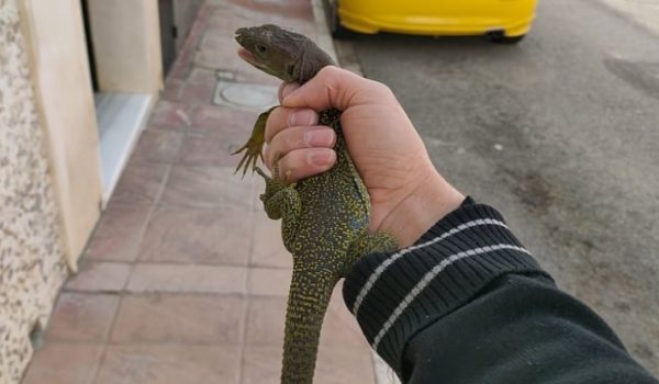 Codes ha evitado que el animal, que podría haberse desubicado por el temporal, sufra un atropello al encontrarse fuera de hábitat.