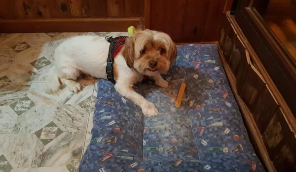 El perro Choco desapareció la mañana del 31 de diciembre, cuando huyó asustado por el ruido de unos petardos.