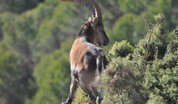 La extensión de su pinsapar y su fauna, principales valores medioambientales del futuro parque nacional.