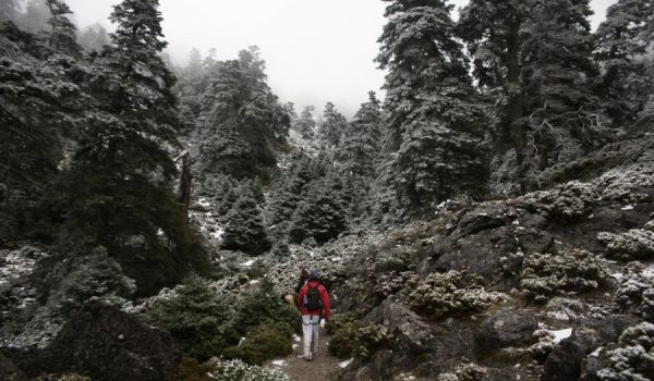 La singular fauna y vegetación de Sierra de las Nieves hará realidad su catalogación como Parque Nacional.