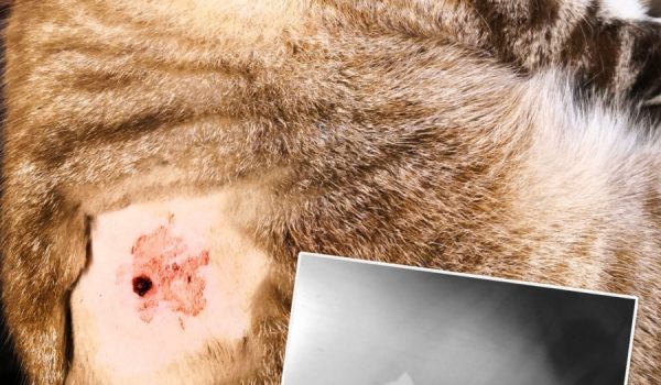 En su perfil de Facebook, Smallman explica que el pasado lunes por la tarde percibió cómo el animal estaba herido y perdía mucha sangre.