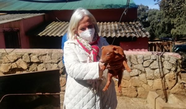 Chelo Gámez sostiene un ejemplar recién nacido de cerdo rubio dorado, que se cría en la Finca La Algaba de Ronda.