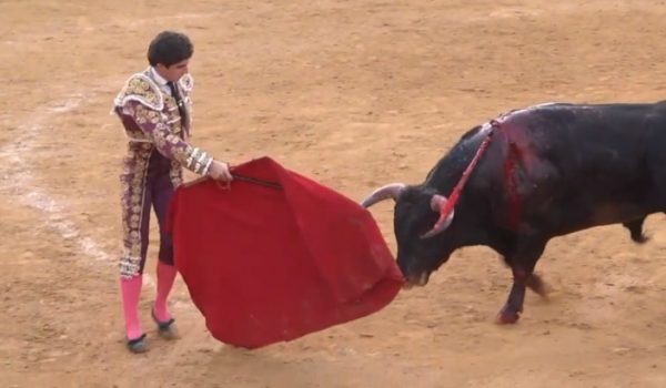 Páez logró una ovación y cortó dos orejas y rabo simbólicos del bravo Bribón.