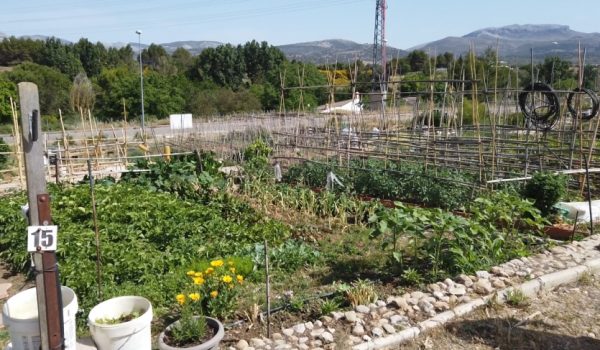 Todas las huertas están plantadas y en unas semanas comenzará la recogida de los frutos con variedades de la zona.