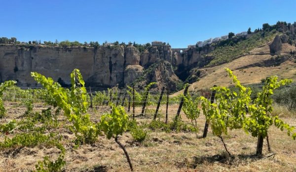Los viñedos de Samsara Wines acogieron el verano de 2018 los conciertos de Ronda suena en la viña.