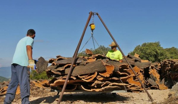 El ayuntamiento licitará todo el extraído en 2021 en tres lotes.
