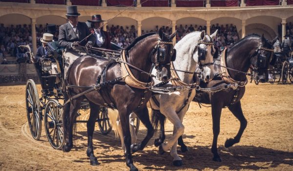 El Ayuntamiento de Ronda organiza el concurso-exhibición, que dirige el Real Club de Enganches de Andalucía.