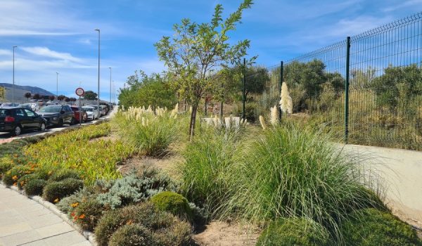 Hierba de la Pampa y acacias próximas al Hospital