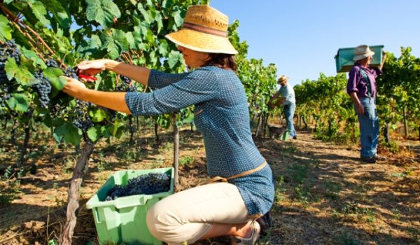 Todos los miembros de la familia Schatz trabajan en esta empresa de vinos ecológicos