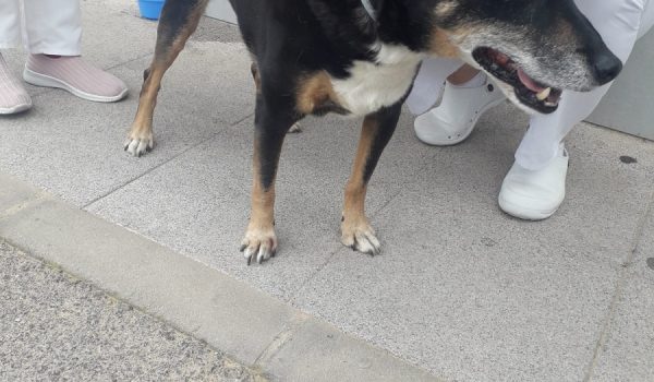 Travis es un perro cruzado de 13 años que no dudó en salir en busca de su dueña desde Faraján hasta Ronda.