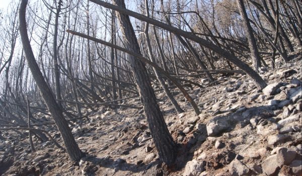 El incendio, que ha afectado a partes de Sierra Bermeja y el Alto Valle del Genal, se encuentra estabilizado.