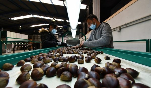 Los productores llevan sus castañas a las cooperativas de primer grado de Pujerra y de Jubrique, donde se hace un precalibrado del fruto.