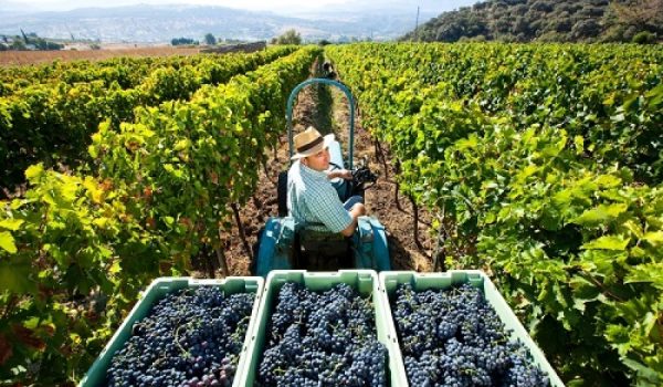 La bodegas F. Shatz ha sido premiada en la categoría empresarial de los premios Paisaje Serrano