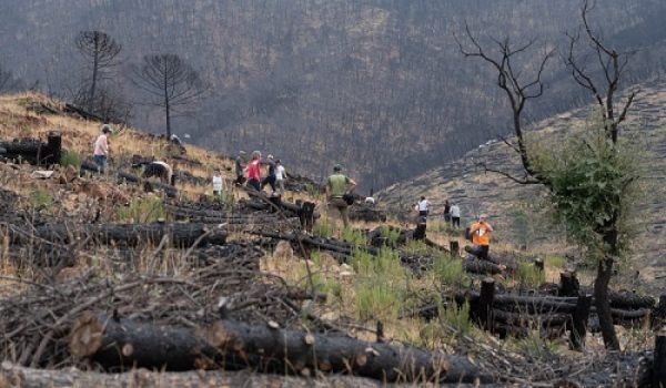 IKEA Málaga y el Ayuntamiento de Jubrique se han unido para reforestar una pequeña parte del entorno afectado por el incendio de Sierra Bermeja