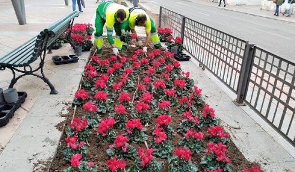 Las especies elegidas son flores de Pascua o Navidad