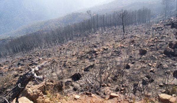 Cientos de hectáreas de los términos municipales de Pujerra, Jubrique y Júzcar han sido objeto de las llamas.