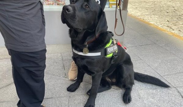 Koba es un labrador de dos años que ha sido entrenada como perro guía