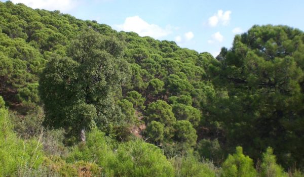 El accidente tuvo lugar en la pista forestal conocida como Altabacales.