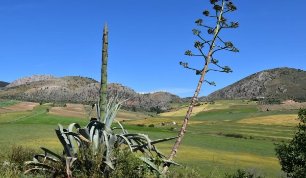 Recientemente se ha hallado en esta zona del término municipal Flavia Sábora, la última de las ciudades romanas que quedaba por localizar en Málaga