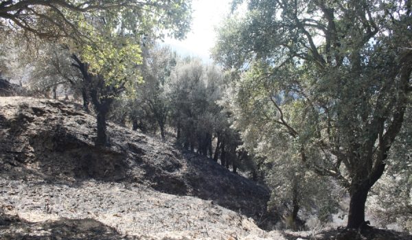La Diputación pretende reforestar 150 hectáreas de la zona afectada.