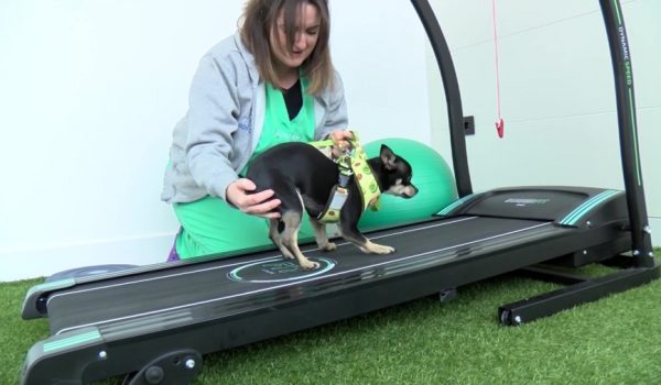 Una de las mascotas atendidas realiza sus ejercicios en la cinta.