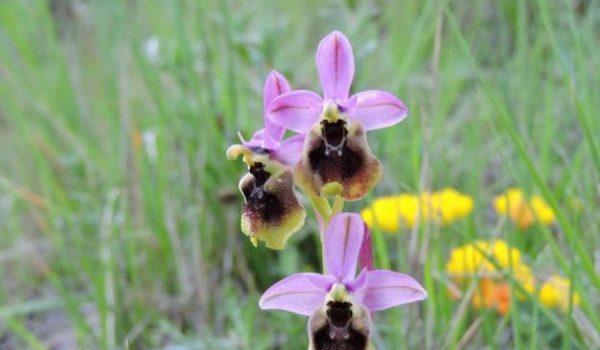 Una de las orquídeas que atesora nuestra comarca.