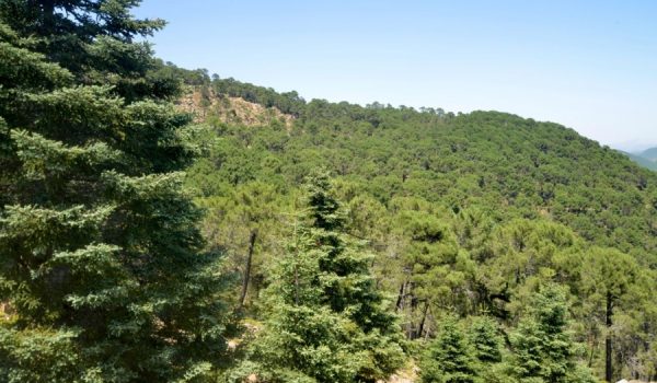 Sierra Bermeja, donde en 2021 se quemaron más de 8.400 hectáreas de monte