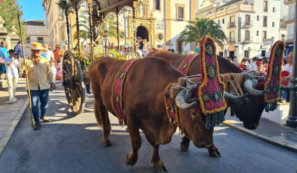 Salida desde la Iglesia de la Merced, en carreta tirada por bueyes de la Familia Cubiles, de Montecorto.