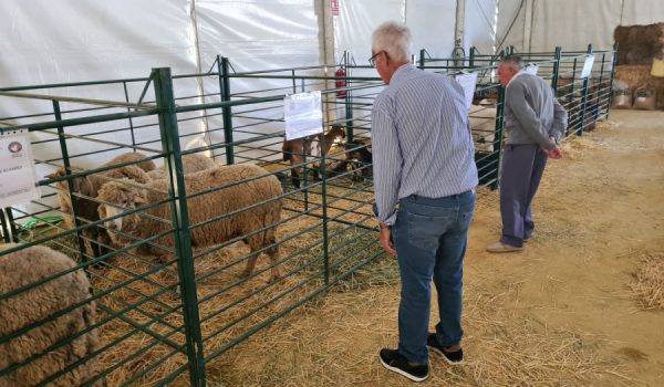 Una de las carpas acoge ovejas merinas de Grazalema y cabras payoyas, entre otros animales.