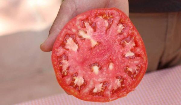 Se trabaja desde hace varios años en la recuperación del Tomate Rosa de La Indiana.