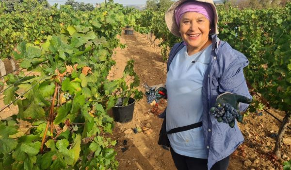Una de las vendimiadoras que están trabajando en Bodega Cortijo Los Aguilares.