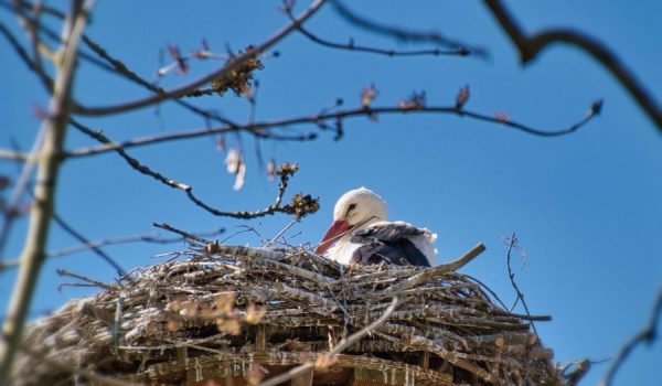 Decenas de estas aves sobrevolaron Ronda durante el fin de semana