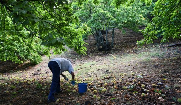 Jubrique ha iniciado la campaña esta semana con la recepción de castañas de variedad agosteña.