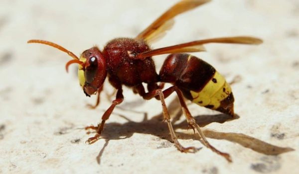 Este insecto presenta un mayor tamaño y se caracteriza por el color de su tórax en tono granate.
