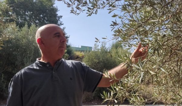 Los olivos hojiblancos han sido los menos afectados por la sequía, mientras que los marteños han sido los más perjudicados