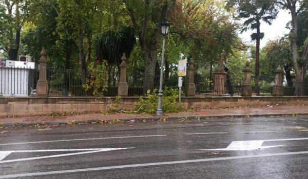 La rama caída ha obstaculizado el paso