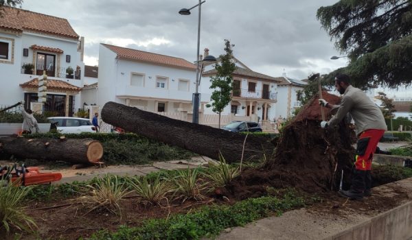 Imagen de un árbol caído en Martínez Astein