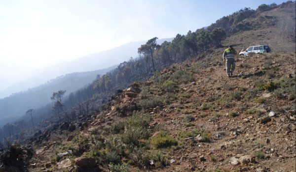 Continúa la polémica por el incendio forestal que arrasó 800 hectáreas en Sierra Bermeja y el Alto Valle del Genal.