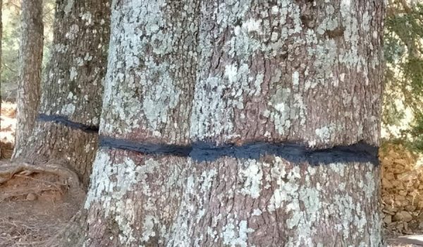 Los cedros han sido anillados, mediante el arranque de parte de su corteza