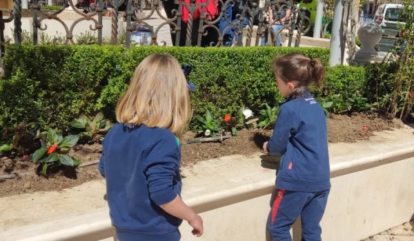 Las especies elegidas son ornamentales y de temporada