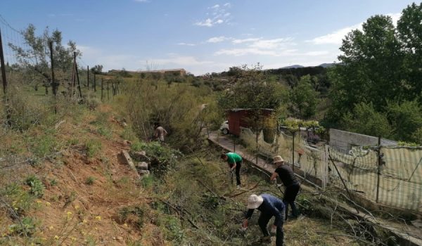 Una veintena de voluntarios realizaron los trabajos en la jornada del sábado.