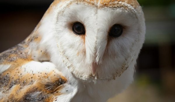 Esta hembra ha crecido lo suficiente y ha comenzado a salir del nido, a volar y a cazar por sí misma diferentes insectos.