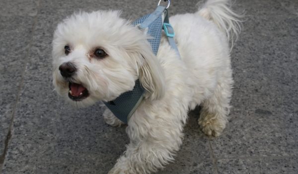 La Policía Local y la Patrulla Verde, han abierto cincuenta denuncias a propietarios de mascotas hasta el momento.