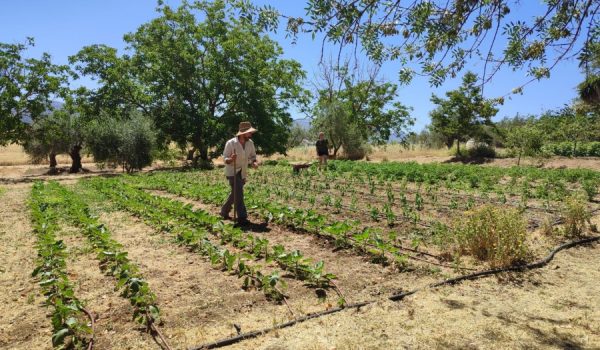Cultivan sus productos en unos terrenos cercanos a Ronda y los transforman en conservas en un obrador ubicado en Los Prados.
