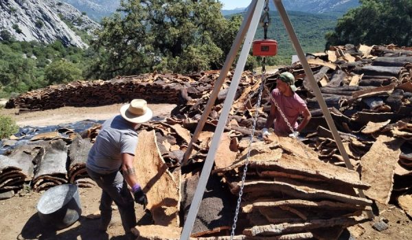 Comienza la licitación para la venta del corcho recogido en los Montes de Propios